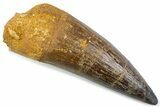 Real Spinosaurus Tooth - Huge Dinosaur Tooth #374018-1